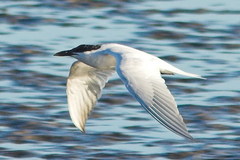 Gull-billed Tern